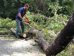 Best Seasonal Cleanup (Spring/Fall)  in Atwood, IL