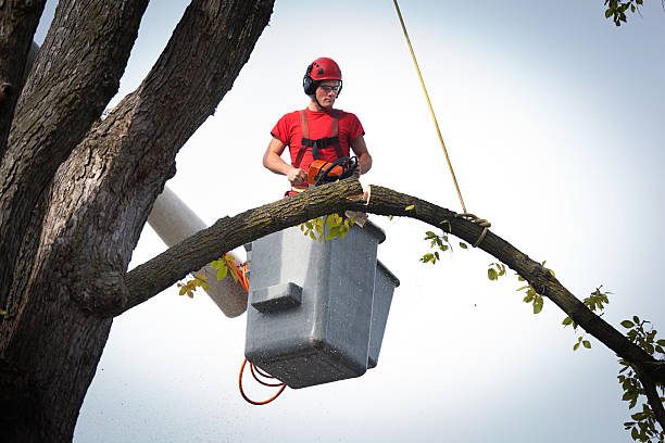 Best Leaf Removal  in Atwood, IL