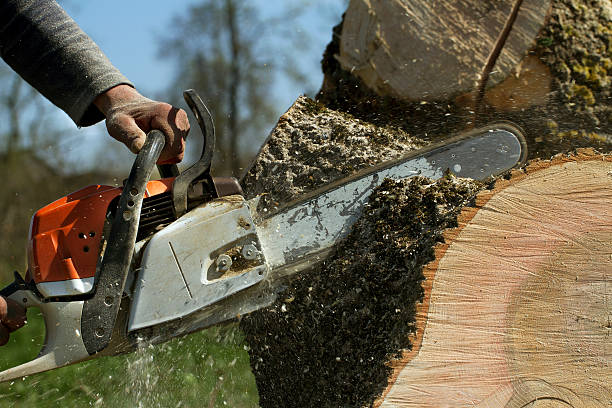 How Our Tree Care Process Works  in  Atwood, IL